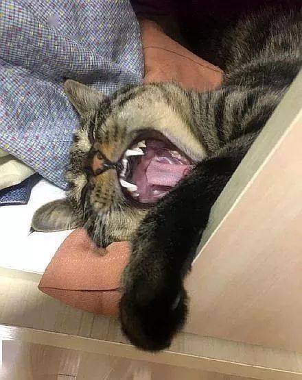 年拍|铲屎官必看!被誉为拍猫教父的他,70年拍猫历史全在这