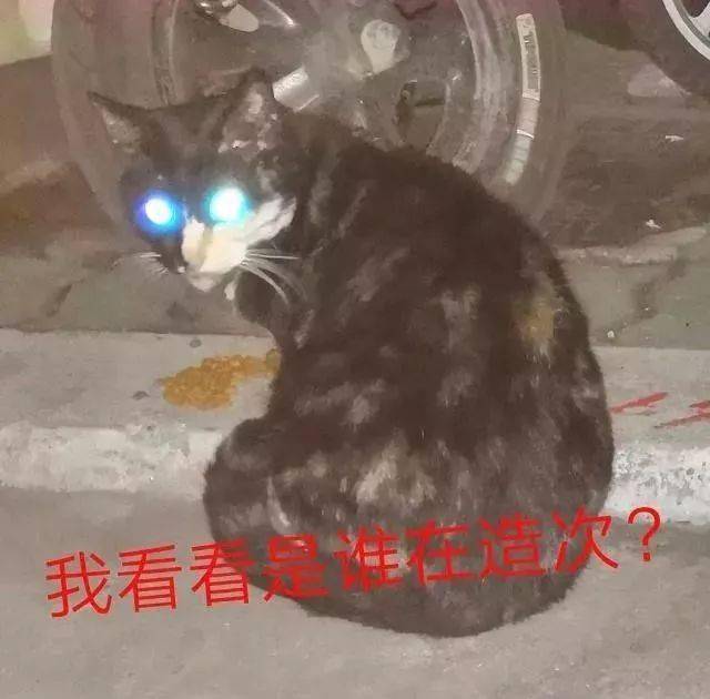 年拍|铲屎官必看!被誉为拍猫教父的他,70年拍猫历史全在这