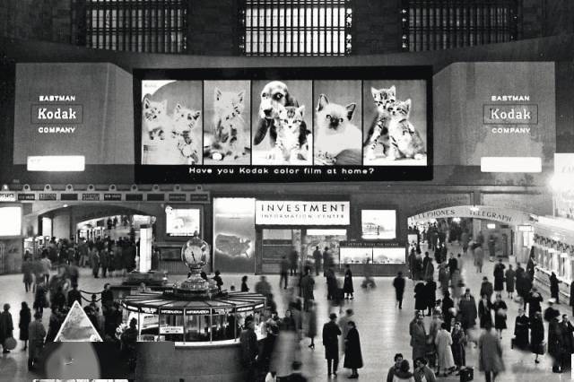 年拍|铲屎官必看!被誉为拍猫教父的他,70年拍猫历史全在这