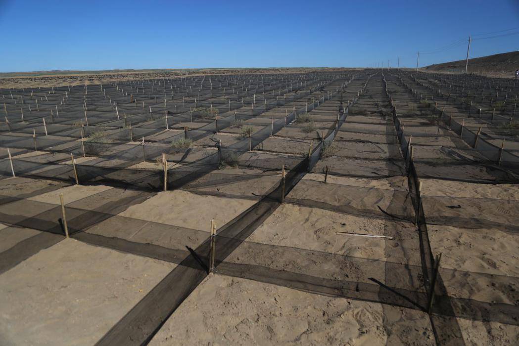 网格|发现最美铁路#临策铁路治沙人：戈壁滩上的“守护者”