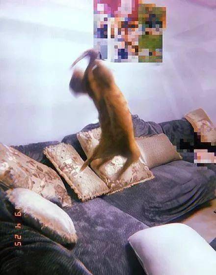 年拍|铲屎官必看!被誉为拍猫教父的他,70年拍猫历史全在这