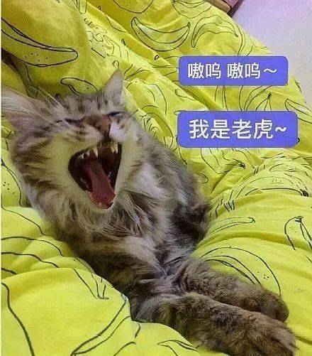 年拍|铲屎官必看!被誉为拍猫教父的他,70年拍猫历史全在这