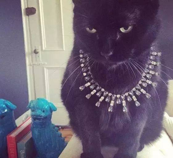 珠宝|这些猫狗身上的珠宝!你居然一件也买不起!!!