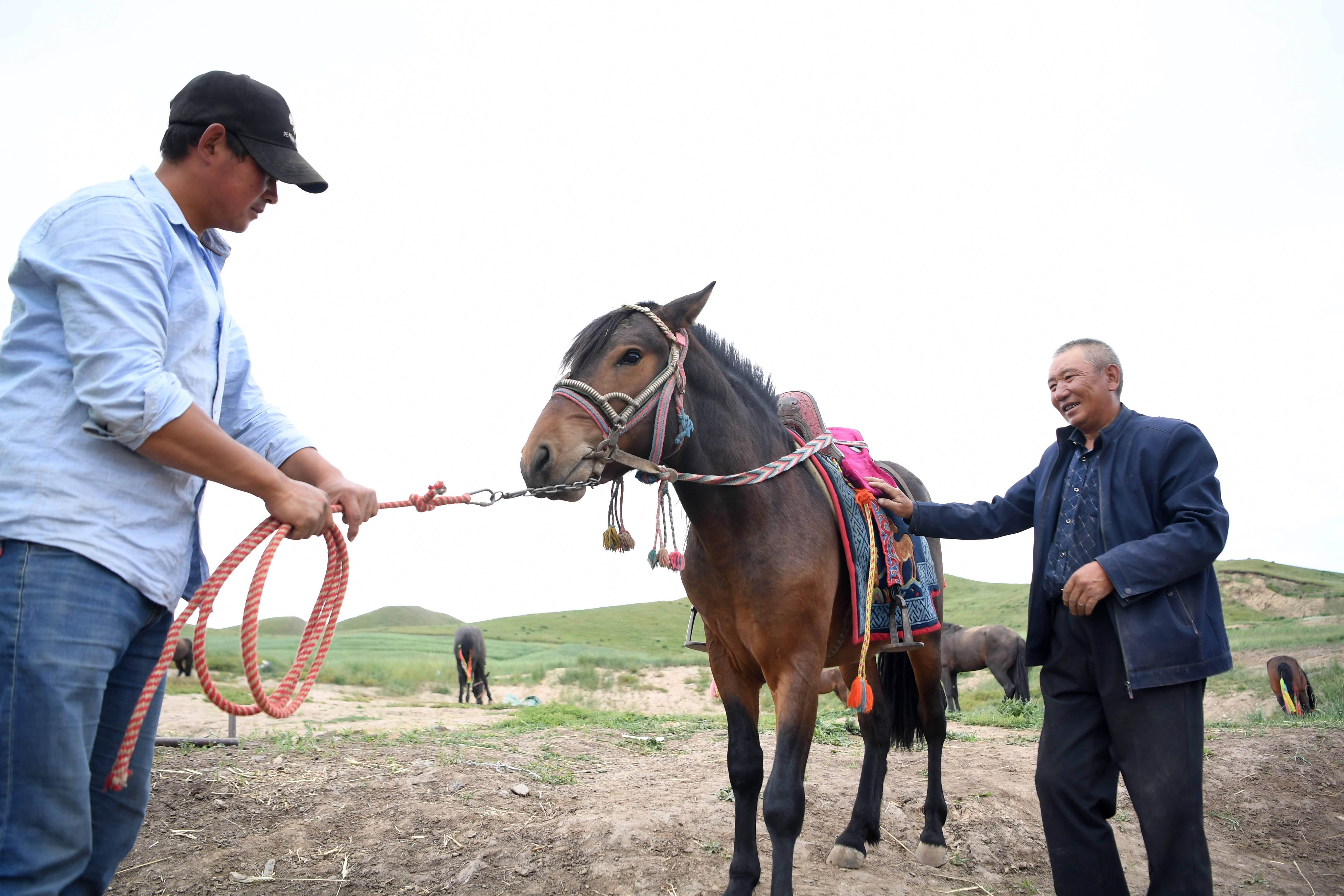 8月3日,李怀智(右)和儿子给一匹马套上马鞍准备去训练.