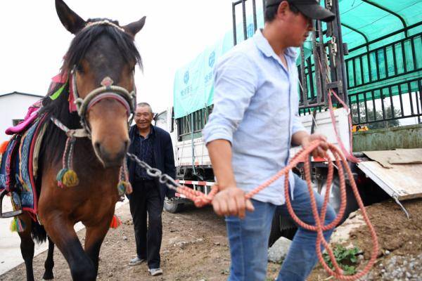 新华社|相马“伯乐”李怀智的好日子