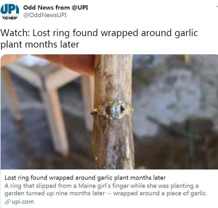 祖母|大蒜上“长出”戒指！原是9个月前种菜时弄丢(图)
