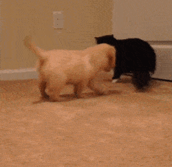 爆笑gif图:偷看被发现,有点尴尬