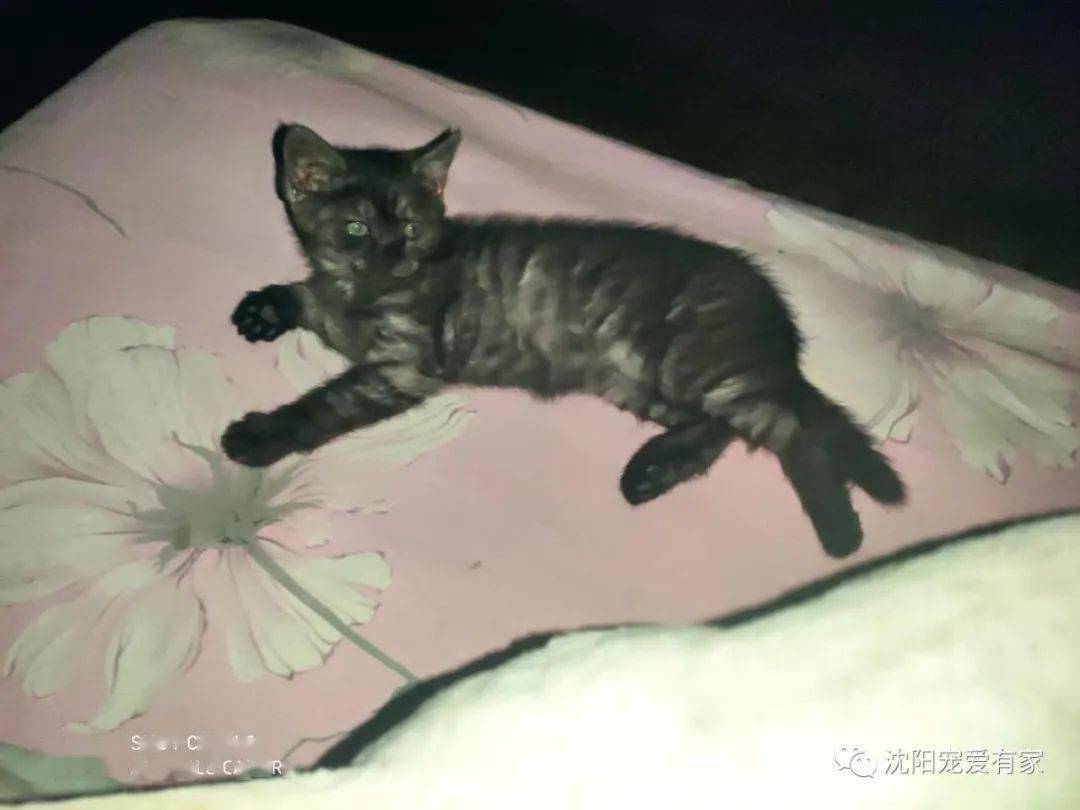 小猫怎么喂养猫粮比较好 4baf0454f8ad4f058d5574617ffb85f8.jpeg
