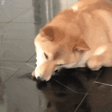 375_375gif 动态图 动图