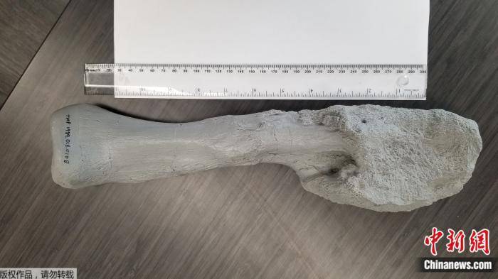 骨癌|首次！科学家在有角恐龙化石中诊断出恶性肿瘤