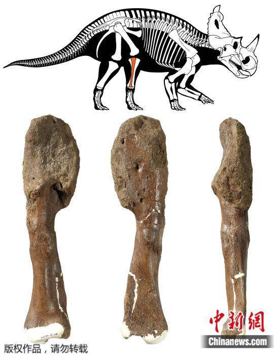 骨癌|首次！科学家在有角恐龙化石中诊断出恶性肿瘤