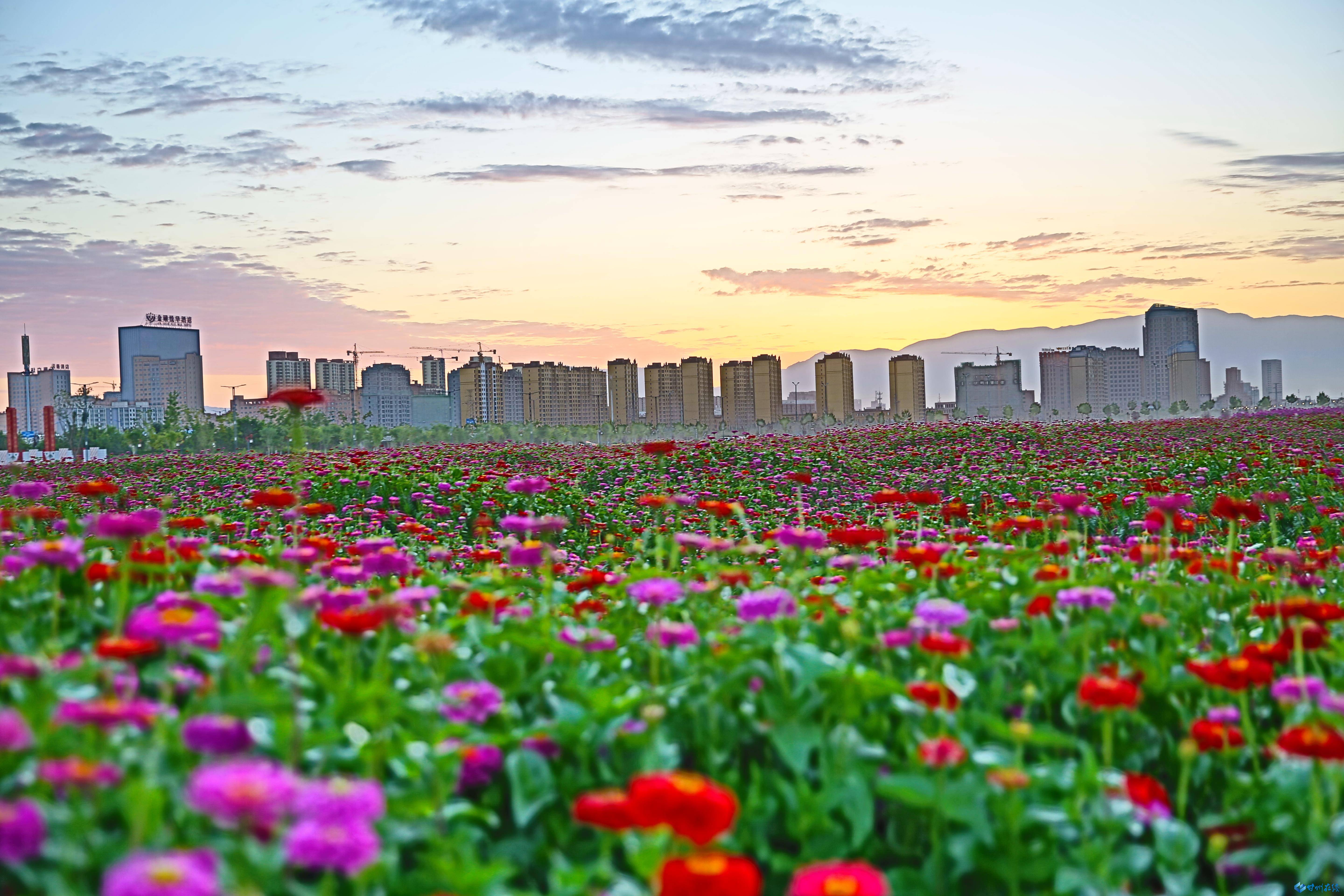 百花争奇斗艳,花团婀娜多姿,学子在花丛中晨读,高铁在花海中驰骋,风光