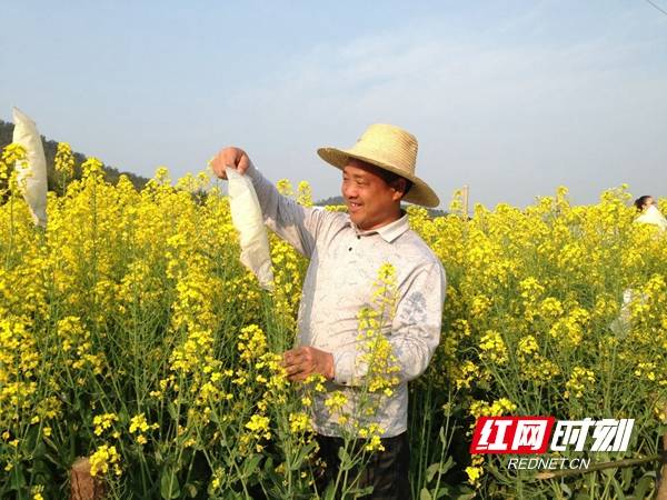 全国首例!湖南农民研究培育出的杂交油菜种子有了"身份证"