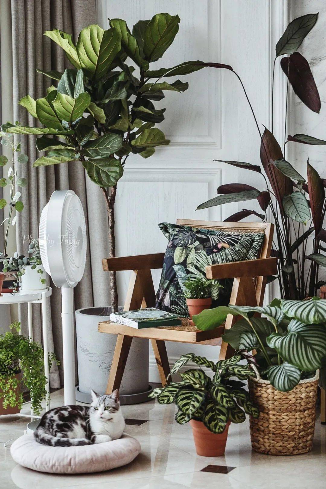 植物|她们的家，美得很让人种草