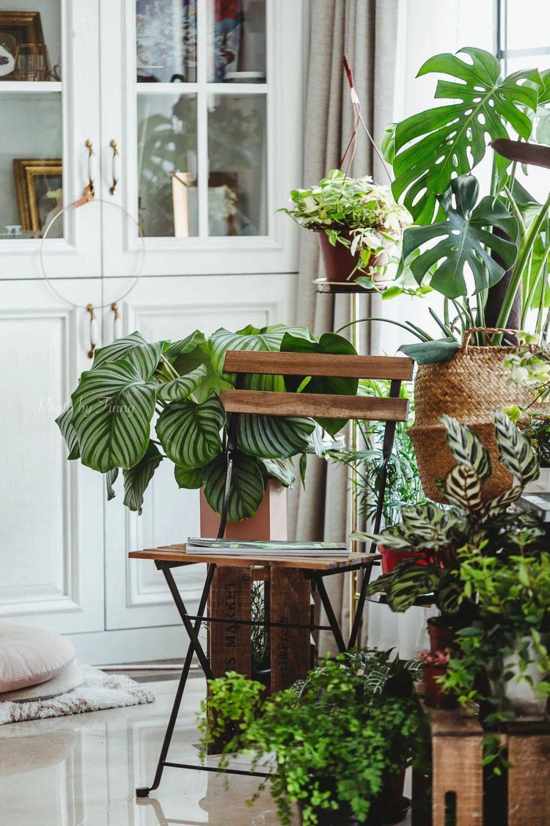 植物|她们的家，美得很让人种草