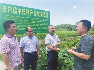 中药材|专家把脉开方 助农灾后自救