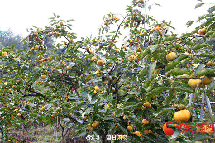 柿子|好“柿”多磨 重庆武隆李树群带领乡亲种植甜柿子致富