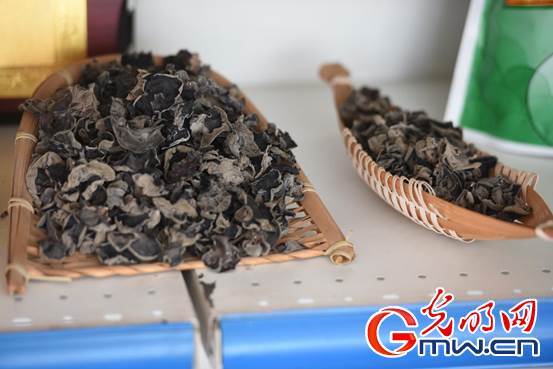 开新|【幸福花开新边疆】内蒙古扎兰屯：小木耳做出文章 黑牡丹开出致富梦