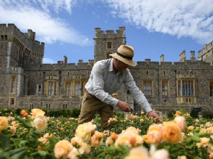 英国温莎城堡东露台花园40年来将首度向公众开放