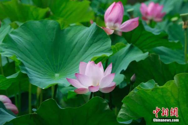 中新社|今日立秋 | 暑去凉来，硕果满枝头