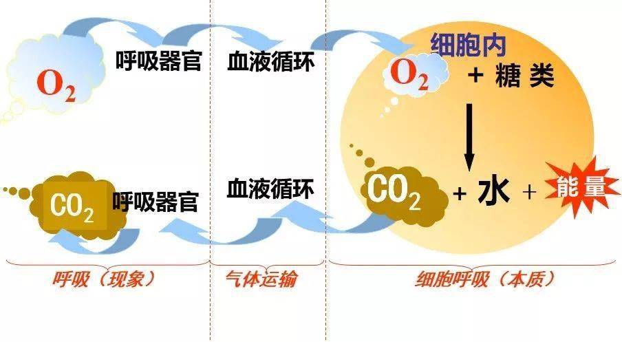 温和条件下逐步进行特征(与体外燃烧相比)转化情况有氧呼吸过程中的