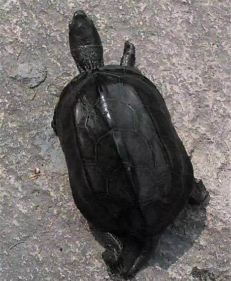 怎么养乌龟才能养熟 bb72cb684c4d4abfa8012548ce5ec7e3.jpeg