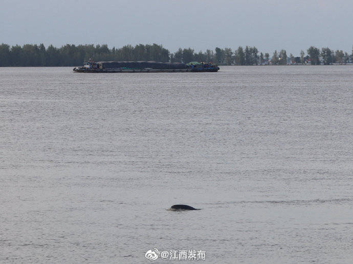 江西省|长江彭泽段现江豚迎浪嬉戏
