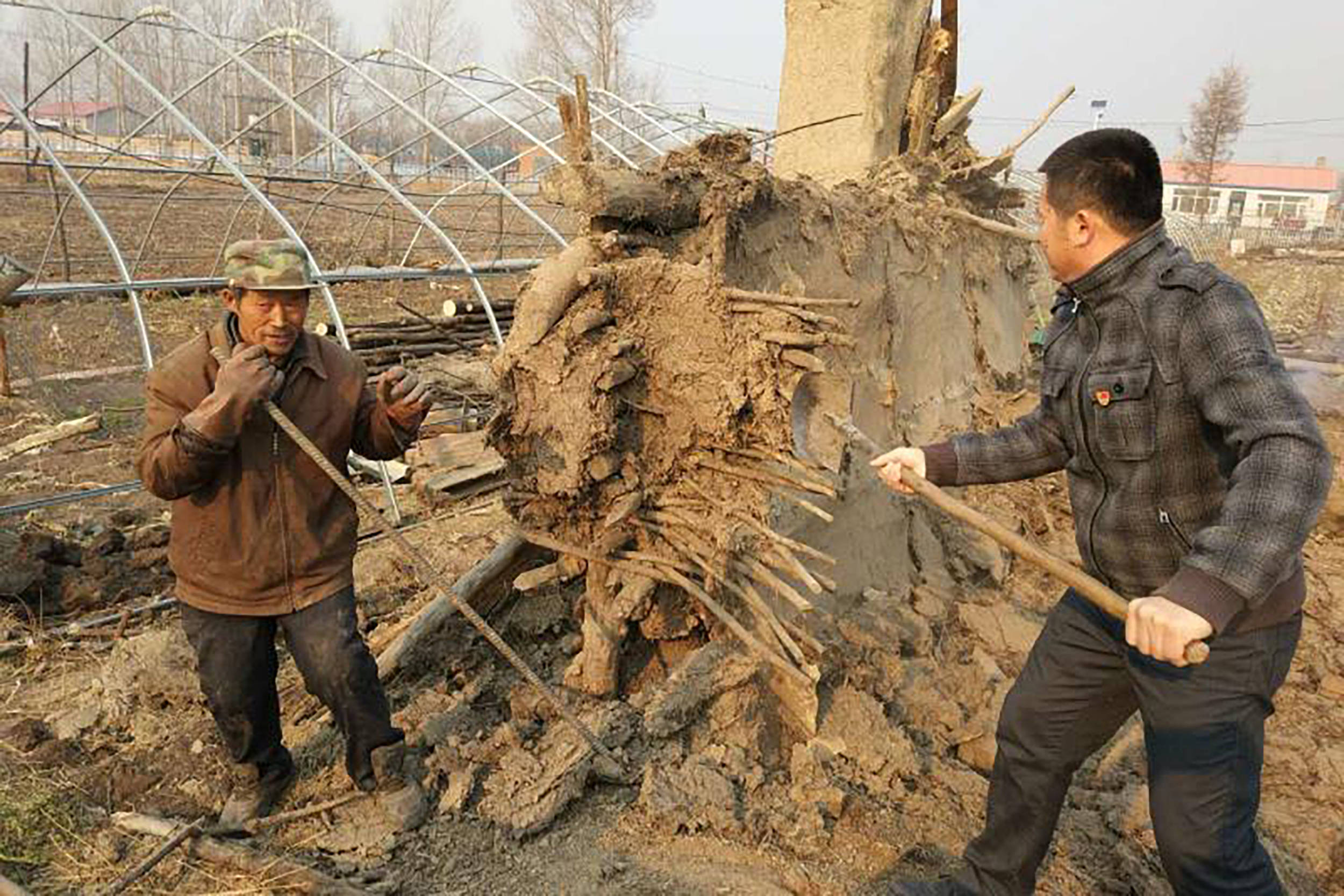 影像|“中国东极”脱贫影像志——“庭院植物园”园长的小目标