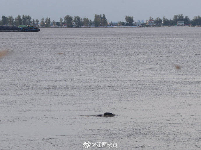 江西省|长江彭泽段现江豚迎浪嬉戏