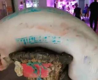 力气|硬核！110斤男子一趟扛起480斤猪肉，用双肩养活一家七口