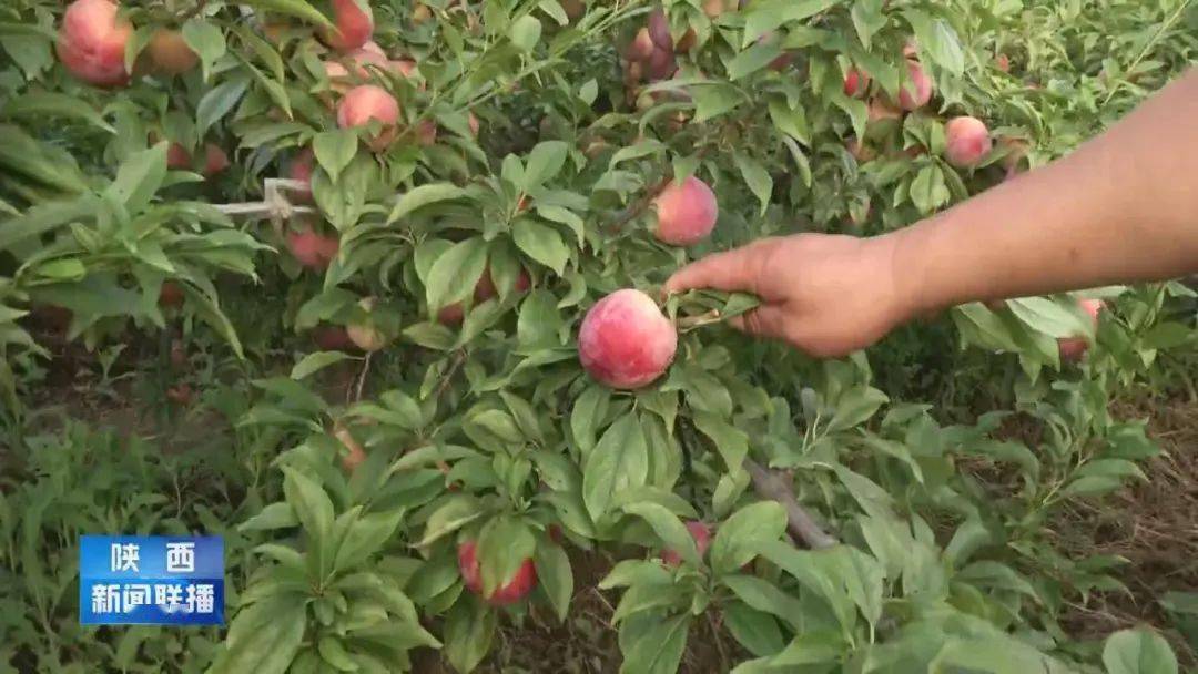 马宁|从卖水果到卖品牌 这位农家女唱响了线上销售经