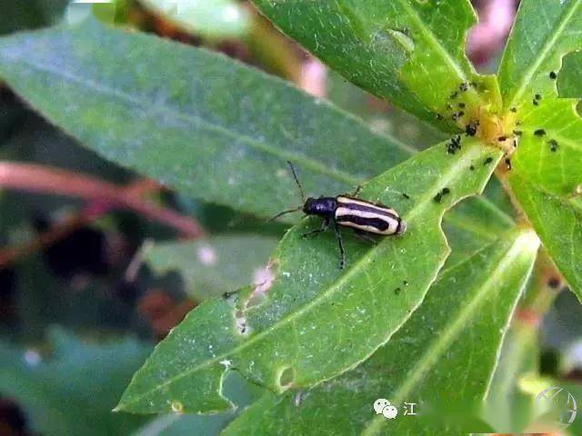 蟹种培育池水花生叶甲虫害防控技术要点