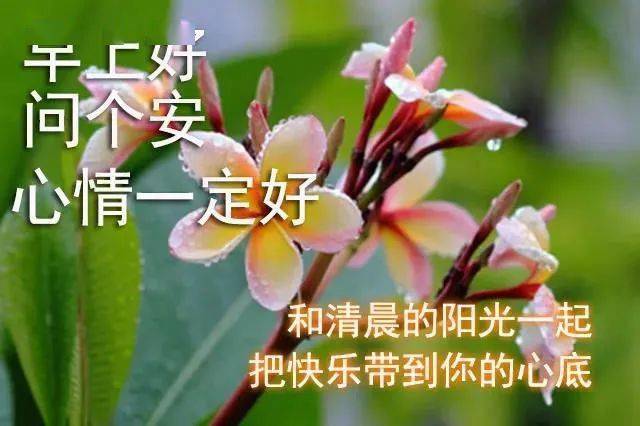 8月8日温馨的早上好动态图片带字带鲜花 唯美的早安问候图片