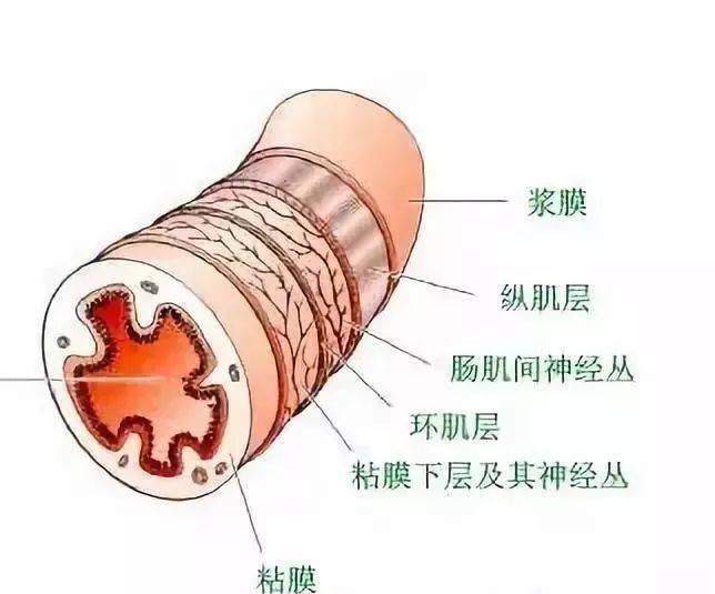 这个是肠道的结构图,看似很薄的肠壁,其实也分很多层,每层的功能不一