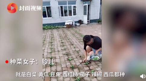 青蕉|神奇！女子在院子里砖头缝中种瓜果蔬菜长势喜人