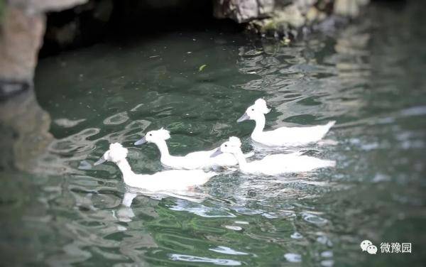 白鸭|【探索】上海豫园迎来到四只“珍稀古禽”，大家来看鸭！