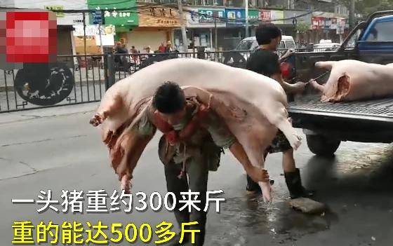 贵阳|1米6男子扛起400多斤猪肉，靠双肩养活一家人...网友：敬佩每个努力生活的人！