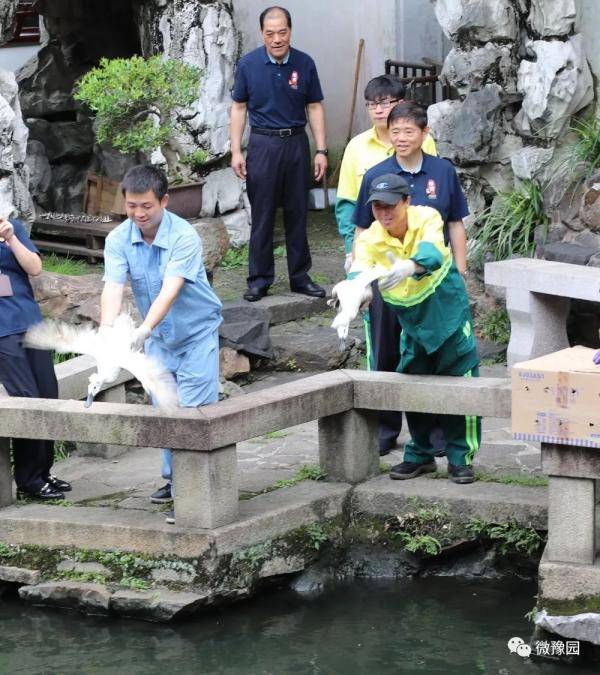 白鸭|【探索】上海豫园迎来到四只“珍稀古禽”，大家来看鸭！