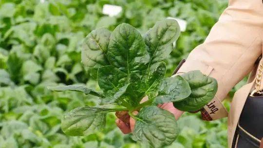 菠菜是什么季节生长的 137cc69921344ff6b330d5c55ceed5f8.jpeg