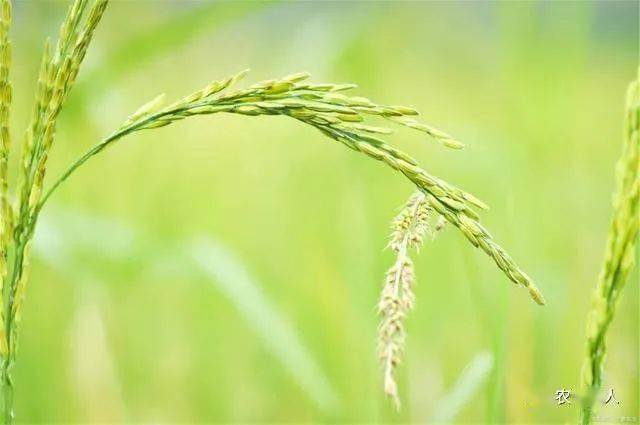 水稻抽穗扬花期间,使用哪些农药可能有问题?