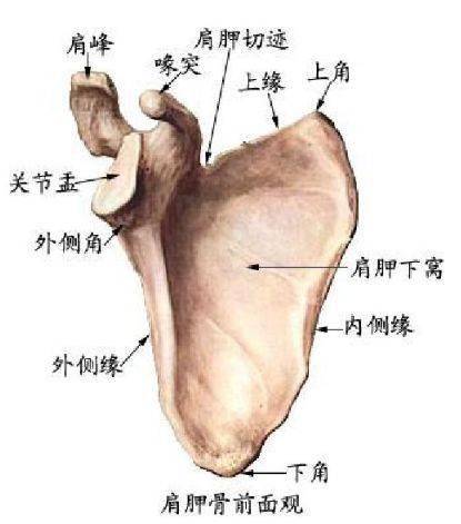 解剖学高清图谱