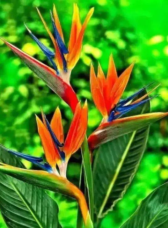 绿叶|稀世奇花今天终于开了！1500年才拍到一次！见者增福添寿！