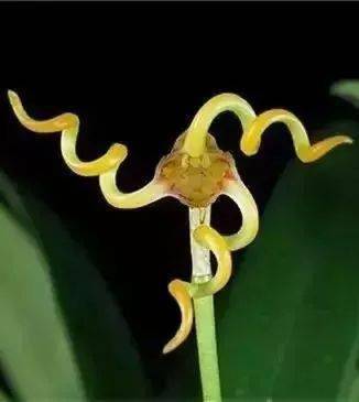 绿叶|稀世奇花今天终于开了！1500年才拍到一次！见者增福添寿！