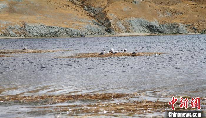 普兰|保护国际重要湿地 西藏“圣湖”周边村民吃上“生态旅游饭”