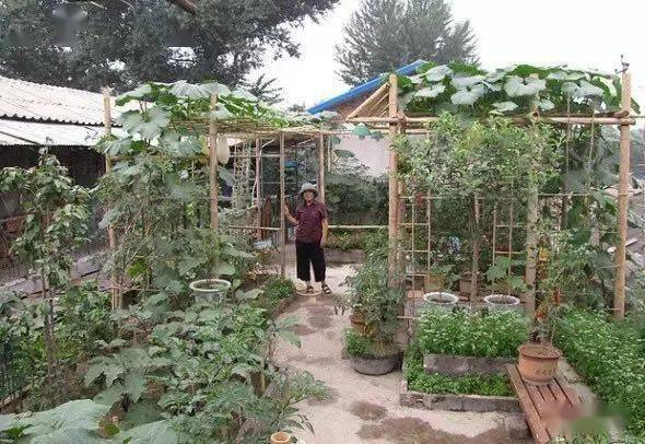 怎么种菜没有虫子 a93851a2bef448ee9e1791fd074a3a48.jpeg