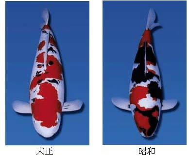 每日一鱼昭和三色锦鲤黑底上有红白纹