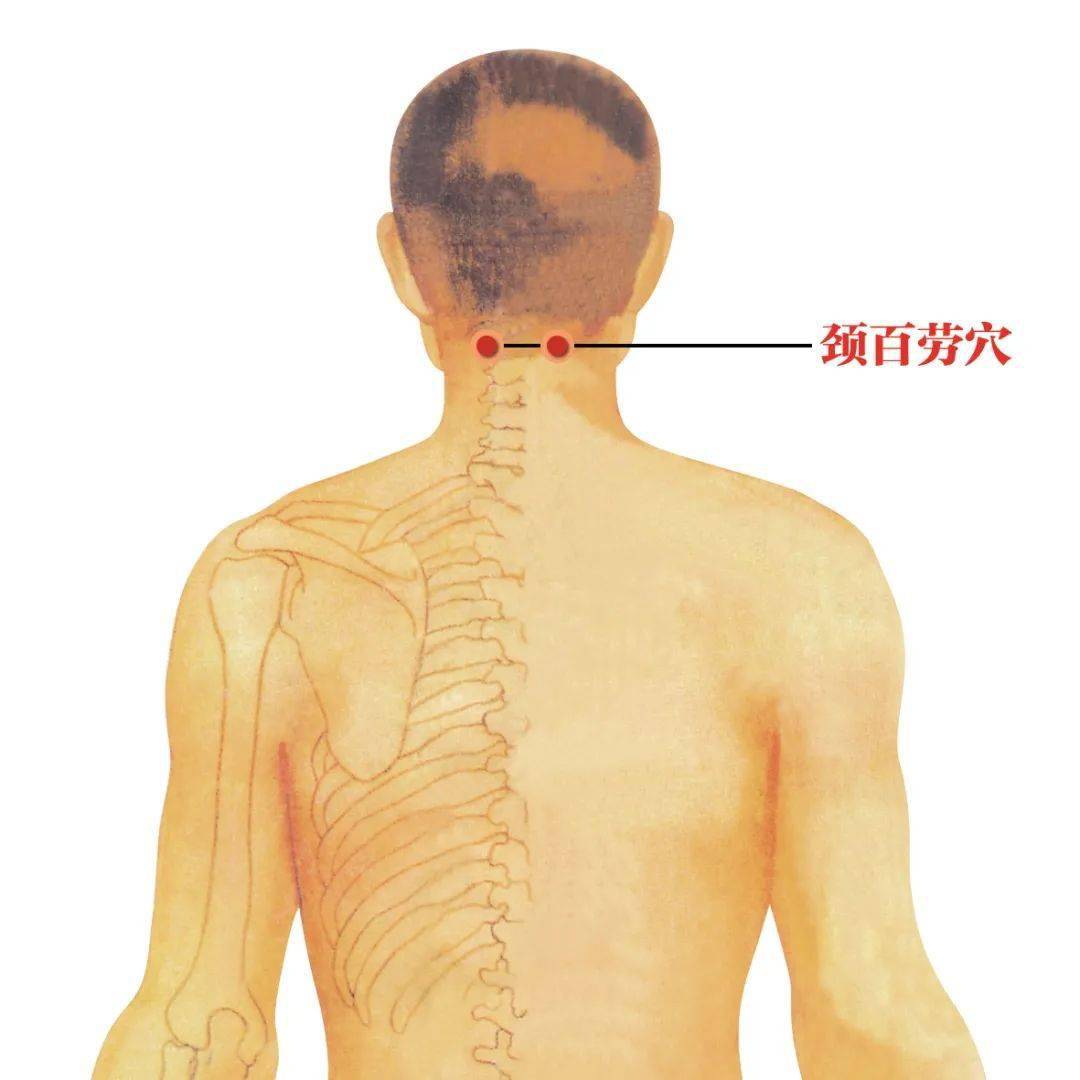 主要调节疾病:全身疼痛,关节炎 位置:肩井穴在大椎和肩峰连线的中点
