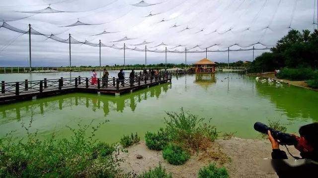 【爽朗过夏秋 幸福白城游】白城全域旅游指南之三——湿地文化三日游