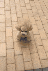 大风|当大风天你去遛狗时