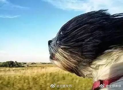 大风|当大风天你去遛狗时